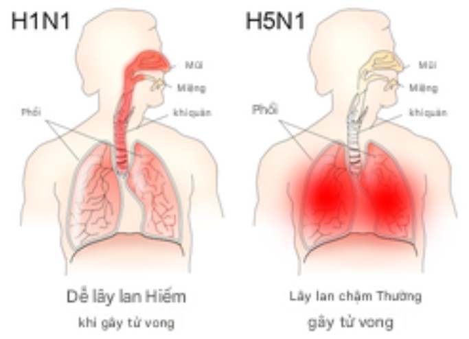 Chuyên gia cảnh báo đột biến cúm gia cầm có thể gây ra đại dịch nguy hiếm hơn