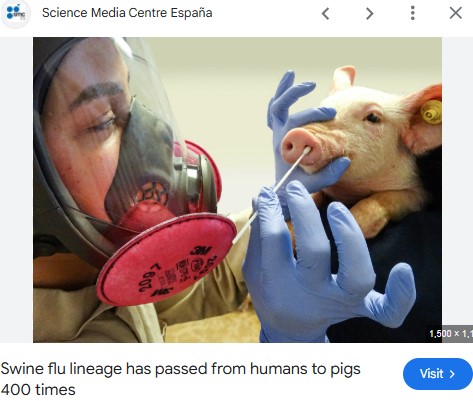 Cập nhật về H5N1: Các dự án nghiên cứu mới sẽ khám phá rủi ro của H5N1 đối với lợn