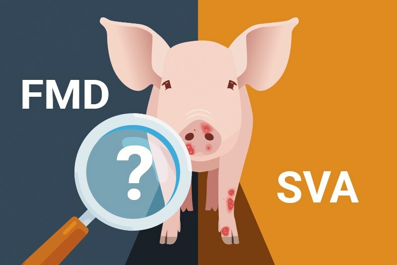 Bệnh lở mồm long móng hay virus Senecavirus A? Tại sao các nhà chăn nuôi lợn không thể để xảy ra nhầm lẫn?