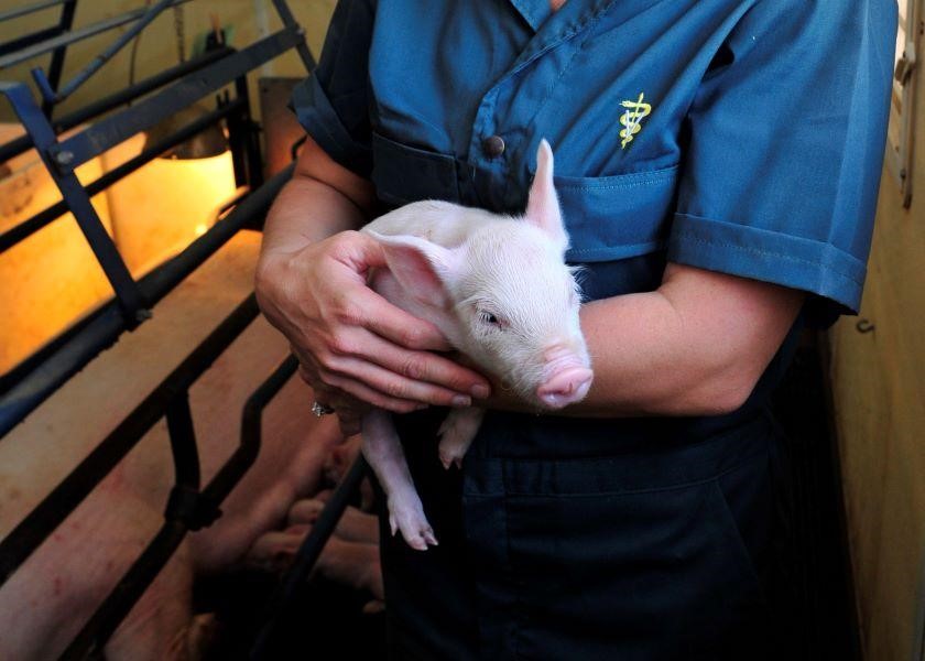 Công nghệ đường ruột mới nhắm tới sức khỏe lợn và heo con