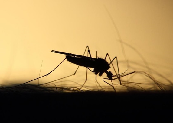 Thử nghiệm gen tự loại bỏ trên muỗi