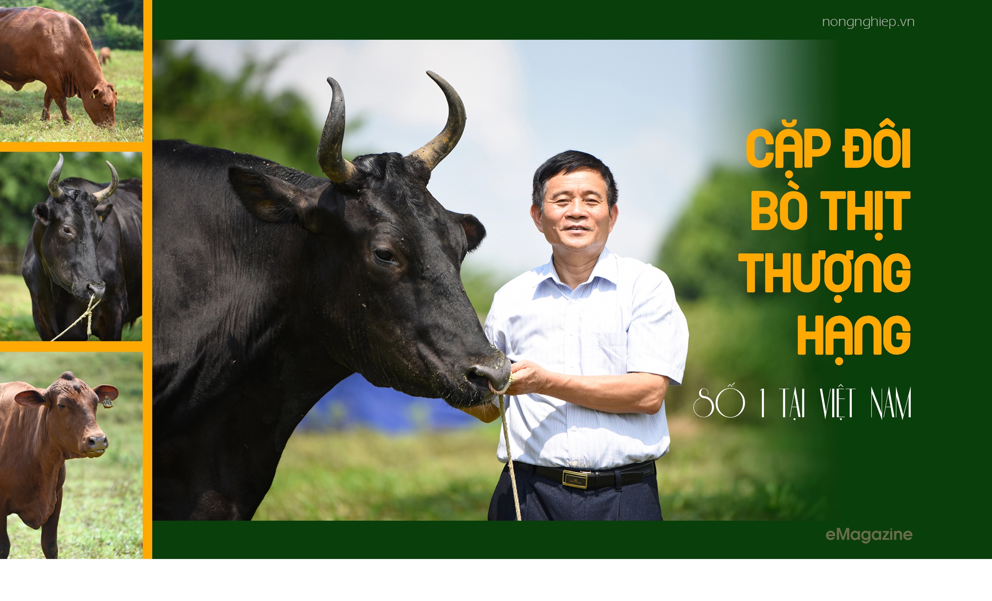 Cặp bò thịt thượng hạng số 1 tại Việt Nam