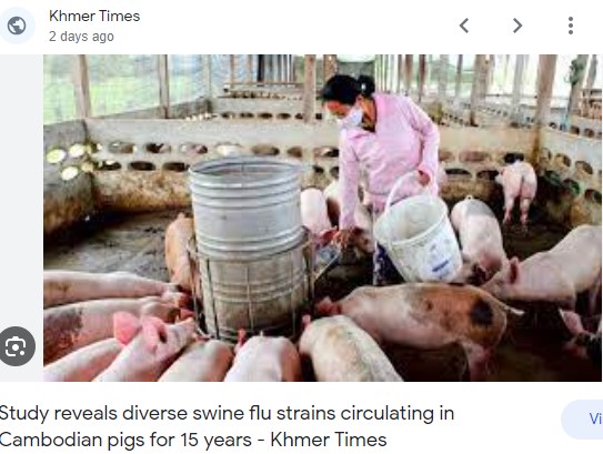 Các nhà khoa học Singapore tìm ra chủng virus cúm A mới ở lợn