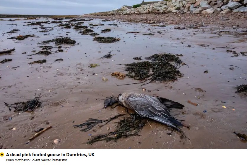 AAAP: Xu hướng cúm gia cầm H5 ở thủy cầm