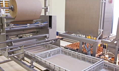 Giấy trắng: Lót khay ấp trứng bằng giấy