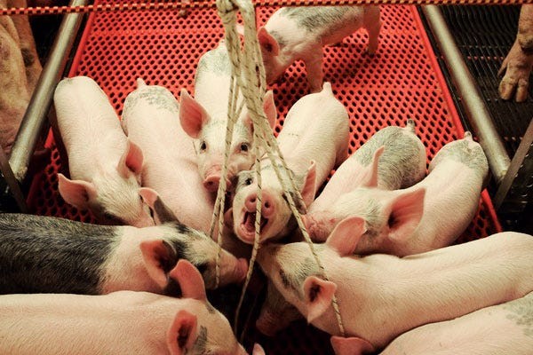 Hướng dẫn mới về lấu mẫu dịch miệng giúp theo dõi bệnh hiệu quả về chi phí đối với lợn nái nuôi theo nhóm