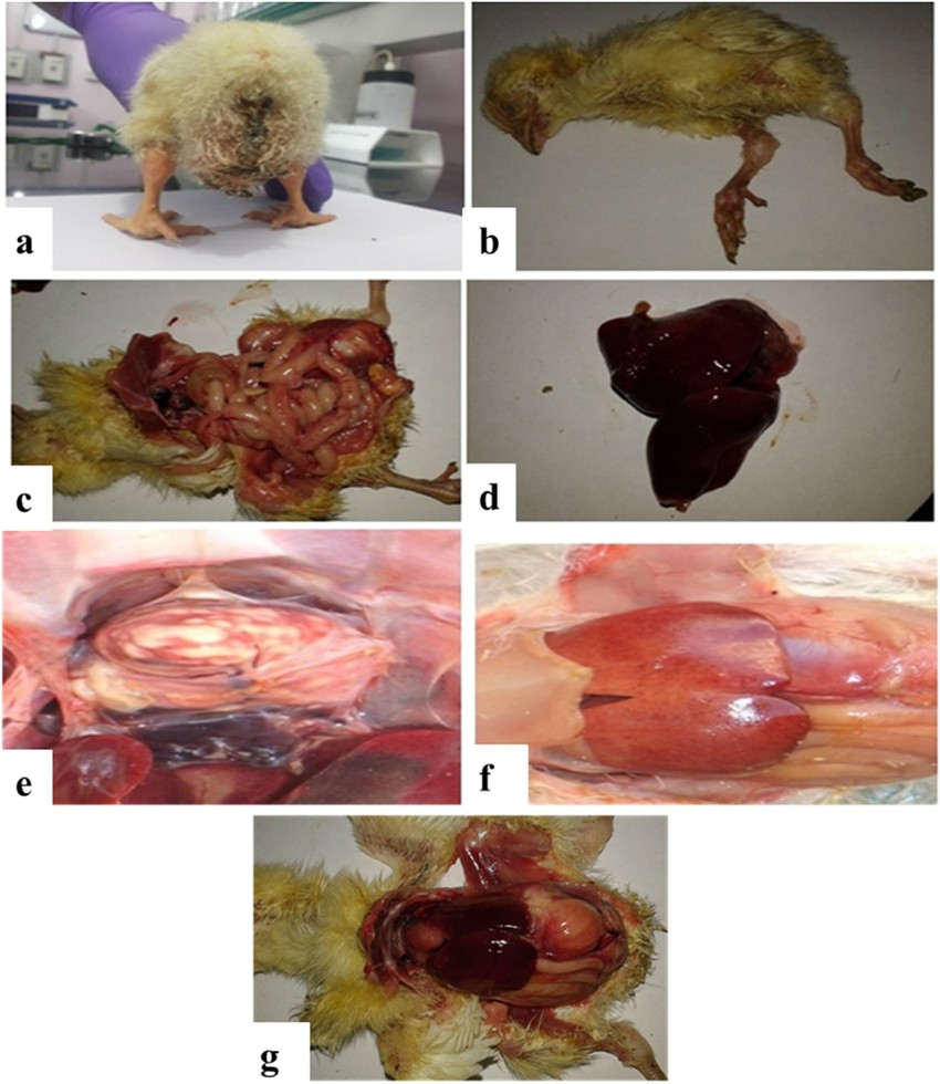 Các peptide kháng khuẩn có thể làm giảm vi khuẩn Salmonella ở gà