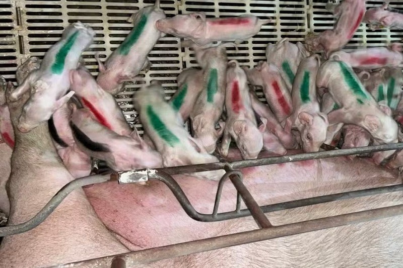 Một con lợn nái ở Brazil được báo cáo là có lứa 45 con lợn con