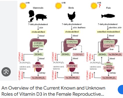 Tính phù hợp của các chất chuyển hóa Vitamin D3 khác nhau trong dinh dưỡng động vật