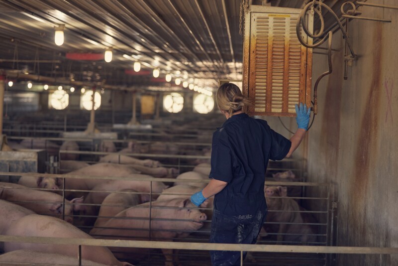 Ngành công nghiệp thịt lợn đang giải quyết vấn đề sống chết của lợn như thế nào hiện nay?