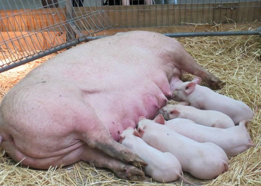 Dịch bệnh Sợ hãi Cấm Lợn ngay tại Triển lãm Hoàng gia Melbourne ở Úc