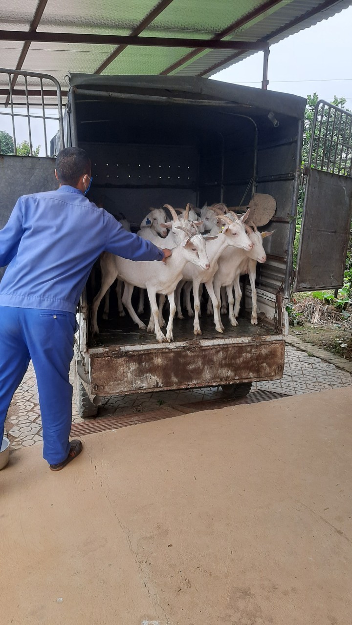 Triển khai xây dựng mô hình chăn nuôi dê sữa tại huyện Ba Vì, thành phố Hà Nội
