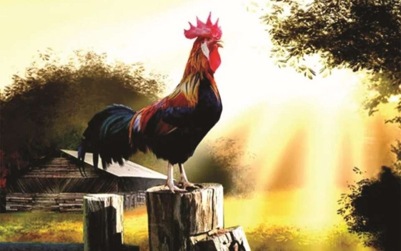 Việc theo dõi tiếng kêu của động vật có thể cung cấp thông tin cho việc đánh giá phúc lợi