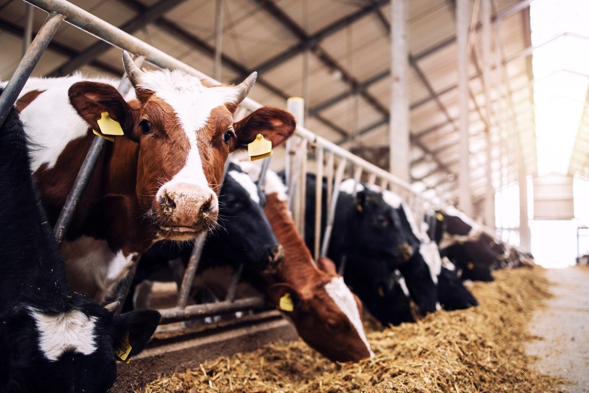 Công nghệ sinh sản hiện đại trong chăn nuôi gia súc