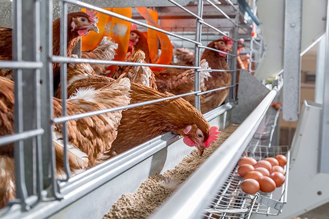 Độ bền của lớp phủ: Hành trình đến 100 tuần