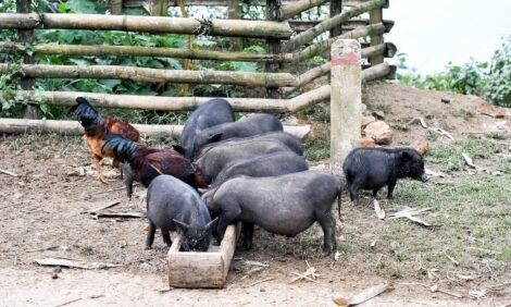 Dịch tả lợn châu Phi bùng phát khắp Việt Nam