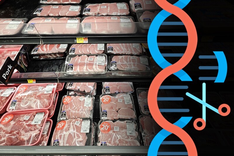 Lợn biến đổi gen: Giảm sử dụng kháng sinh là động lực chính thúc đẩy sự chấp nhận của người tiêu dùng