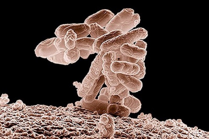 E. coli được thêm vào Hệ thống báo cáo bệnh lợn — Đây là lý do
