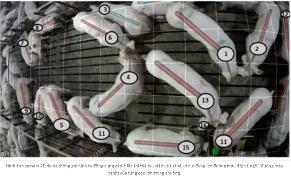 Dự án giám sát sức khỏe lợn bằng trí tuệ nhân tạo được triển khai tại Scotland