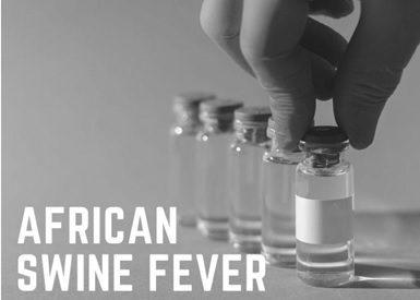 Ứng viên vắc xin Sốt lợn Châu Phi Vượt qua Kiểm tra An toàn Quan trọng