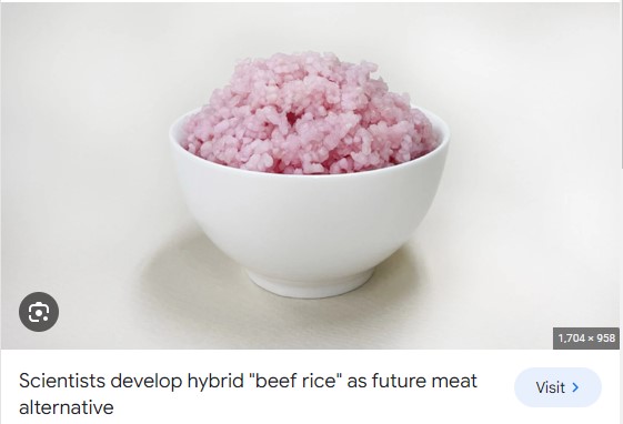 Các nhà khoa học Hàn Quốc coi 'gạo thịt bò' là nguồn protein cho tương lai