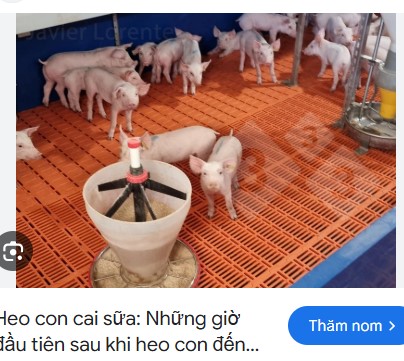 4 mẹo giúp lợn mới cai sữa có khởi đầu tốt