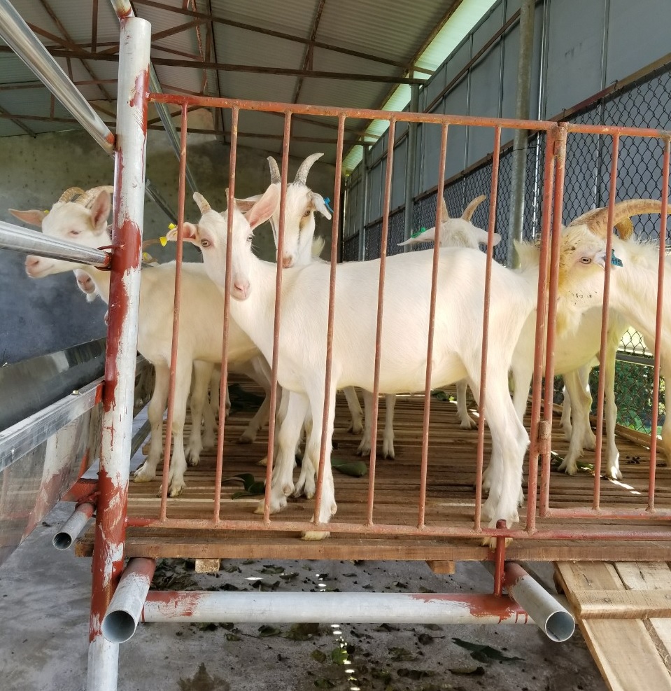 Triển khai dự án “Xây mô hình chăn nuôi dê sữa tại Hà Nội và Bến Tre”