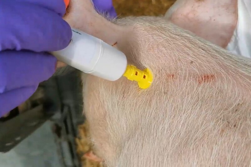 Vắc xin nén đặc bảo vệ lợn khỏi virus PRRS gây chết người.