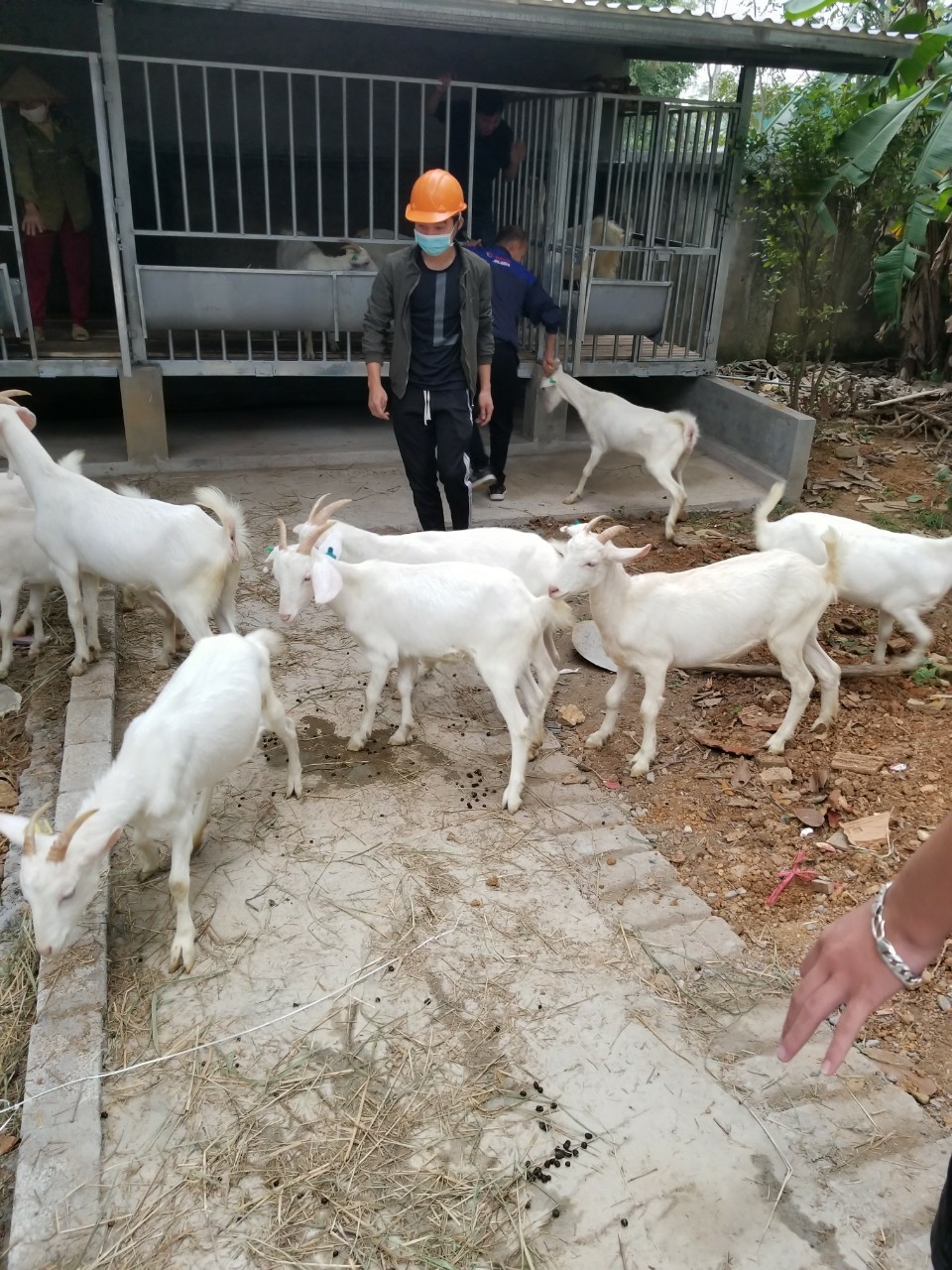 Phát triển chăn nuôi dê sữa tại vùng Núi huyện Ba Vì, thành phố Hà Nội