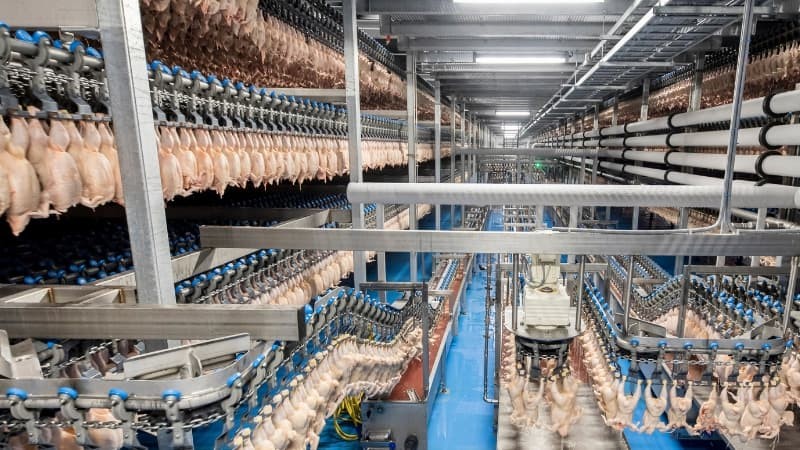 Thị trường gà giá rẻ của Trung Quốc đang ngày càng mở rộng sang Trung Á và Nga